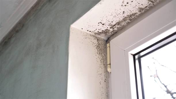 Best Residential Mold Removal  in Oak Park, CA