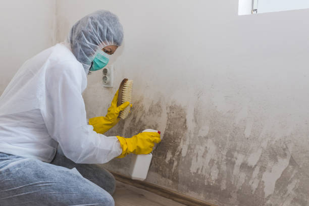 Best Toxic Mold Removal  in Oak Park, CA