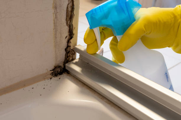 Best Mold Damage Repair  in Oak Park, CA