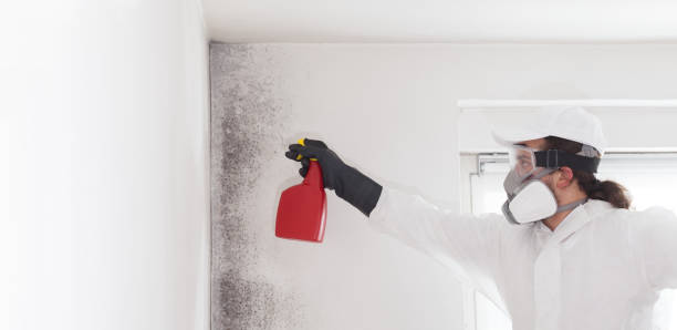 Best Fast Mold Removal  in Oak Park, CA