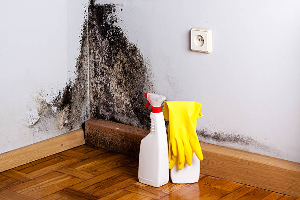 Best Toxic Mold Removal  in Oak Park, CA