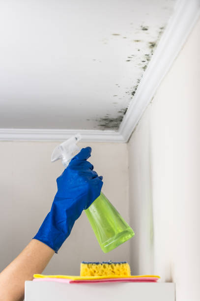Best Black Mold Removal  in Oak Park, CA