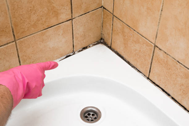Best Emergency Mold Removal  in Oak Park, CA