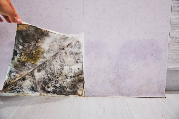 Oak Park, CA Mold Removal Company